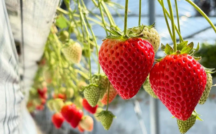 【R8年2月以降発送】いちごさん 240g×4パック 【8/12ICHIGOFARM】 [IBR006]