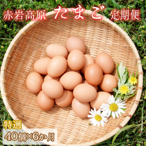 【定期便】赤岩高原たまご 40個×6か月 240個（特選） 卵 タマゴ M～L サイズ ： ６回 半年 毎月 定期便 特選 たまご 産地直送 京都 舞鶴