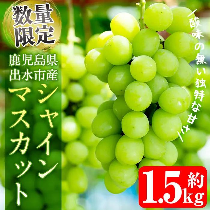 i214 ≪数量・期間限定≫シャインマスカット (計約1.5kg) 国産 鹿児島 出水市 ぶどう ブドウ 果物 くだもの フルーツ シャインマスカット マスカット 葡萄 旬 種なし 旬 歯ごたえ 冷蔵 【山門ぶどう園】