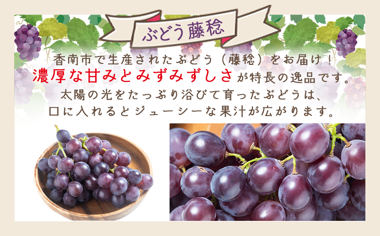 ぶどう 藤稔 4P - 国産 果物 くだもの 青果 フルーツ 葡萄 ブドウ グレープ ジューシー デザート やすらぎ市 高知県 香南市 冷蔵 yr-0099