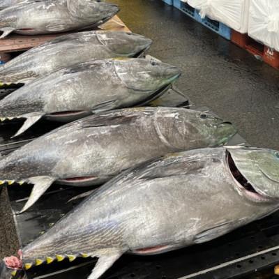 ふるさと納税 青森県 【市場直送!】青森産 天然本マグロ たたき ねぎとろ 計1kg(250g×4P) |  | 01