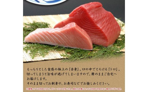 本マグロ（養殖）トロ＆赤身セット 240g 【１ヶ月以内に順次発送)】/ 本マグロ 冷凍 まぐろ マグロ 鮪 中トロ 赤身 【nks113B】