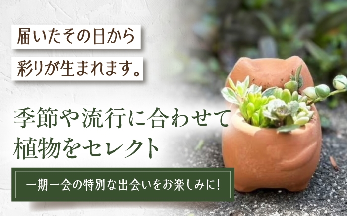 多肉植物 寄せ植え 鉢 埴輪 テラコッタ 猫 ねこ ガーデニング 花 初心者