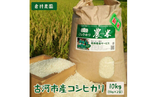 【令和7年産】【新米】古河市産 コシヒカリ10kg【倉持農園】 | 米 こめ コメ こしひかり コシヒカリ 10キロ 古河市産 茨城県産 贈答 贈り物 プレゼント 茨城県 古河市 直送 農家直送 産地直送 送料無料 _AN01 ※2025年11月上旬頃より順次発送予定