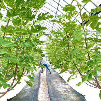 ふるさと納税 うきは市 【のし付き】【2026年産先行受付】いちじく(とよみつひめ8パック) 102-0209 |  | 03