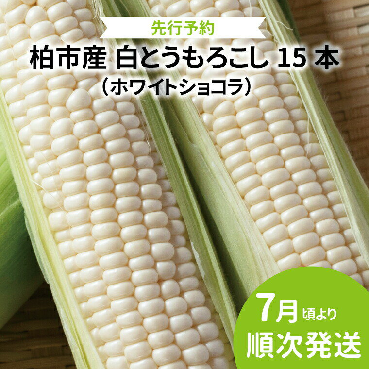【ふるさと納税】【オンライン決済限定】柏市産 白とうもろこし 15本 〈先行予約 2026年7月順次発送〉 ホワイトショコラ 野菜 コーン 国産 千葉県産 産地直送 取り寄せ プレゼント ギフト 贈り物 バーベキュー BBQ　お届け：2026年7月1日～7月31日まで