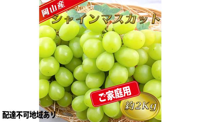 ぶどう ご家庭用 シャイン マスカット 約2kg 糖度抜群！ 【8月中旬～順次発送分】 ブドウ 葡萄  岡山県産 国産 フルーツ 果物