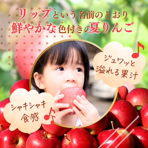 【2024年8月上旬発送 先行予約】樹上熟成　シナノリップ 3kg