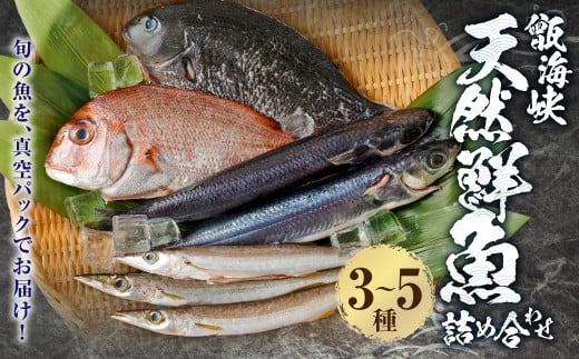 【配送指定日必須】甑海峡 天然鮮魚詰め合わせセット_ss0754_CR