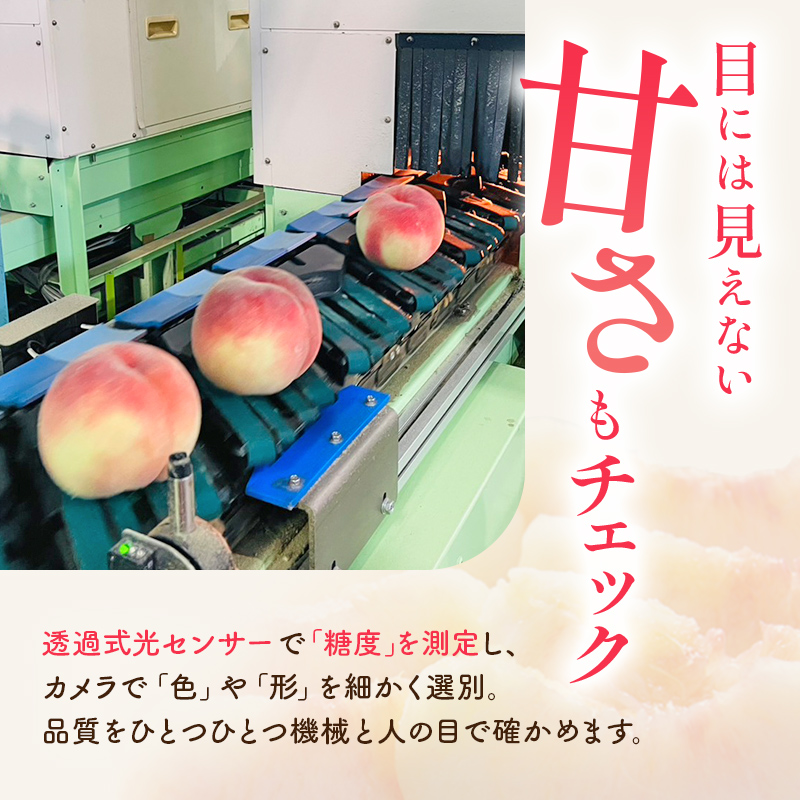 2025年出荷分 《先行予約》 福島県産 さちあかね 約5kg 特秀 糖度12度以上 透過式光センサー選別 2025年8月中旬～2025年9月中旬発送 先行予約 予約 伊達の桃 固め 桃 もも モモ 
