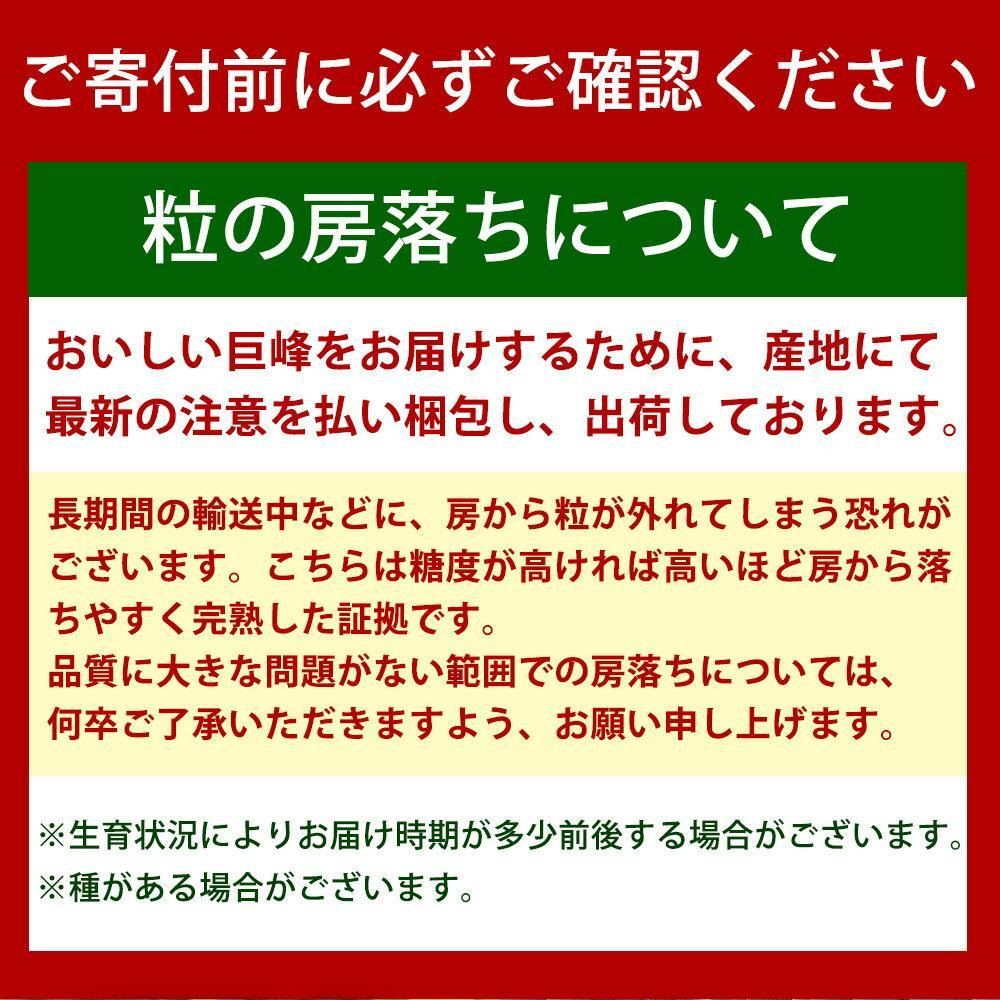 【8・9・12月 全3回】紀州産 巨峰とフルーツ定期便B（巨峰・梨・みかん） 【魚鶴商店】AN040_イメージ3
