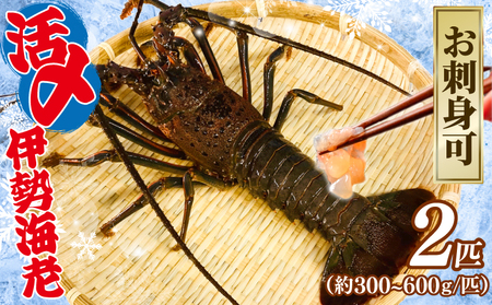 活〆 冷凍 伊勢海老 2匹（1匹 約300～600g） 計 約1kg 伊勢海老 伊勢海老 伊勢海老 伊勢海老 伊勢海老 治吉水産