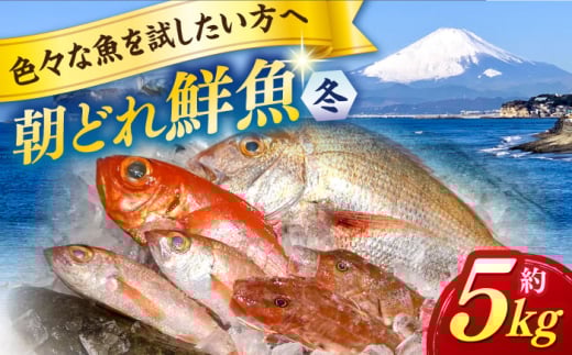 【先行予約】【季節限定】冬 の 朝どれ 鮮魚 おまかせ セット 約5kg【有限会社勘網】 [AKDX004]