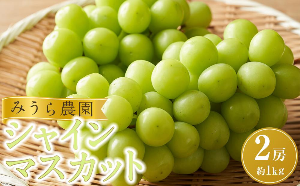 
            【先行予約】シャインマスカット ２房（約１kg）【8月下旬以降より順次発送】
          