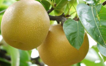 厳選 産直 有田産 梨 ( 豊水 ) 約4kg フルーツ 梨 果物 梨 なし 豊水 梨 送料無料 梨