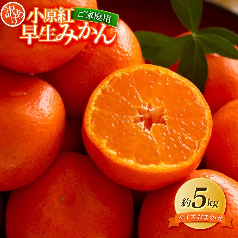 【訳あり】ご家庭用　小原紅早生みかん(サイズおまかせ)約5kg【2026年11月中旬～2027年1月中旬配送】 みかん