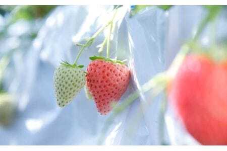 コットンベリー 化粧箱 ギフト用　20-058