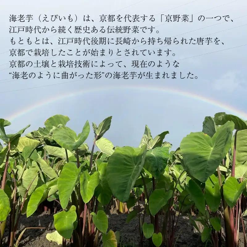 えびいも 3kg 京野菜 おせち 煮物 えびいも