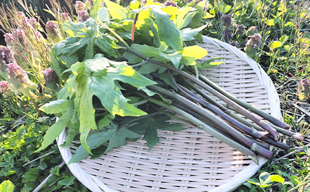 しどけ（モミジガサ） 約1000g 瑞々しい山菜の女王【300P3202】