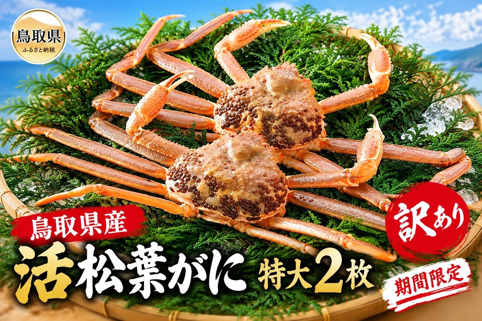 
                  鳥取県産　活松葉がに　特大2枚（訳あり）【期間限定】_T2600473　
                