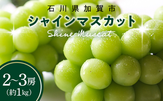 シャインマスカット約1kg 石川県加賀市産（ご家庭用） シャインマスカット マスカット ぶどう ブドウ 葡萄 デザート フルーツ 果物 くだもの 果実 食品 F6P-2629