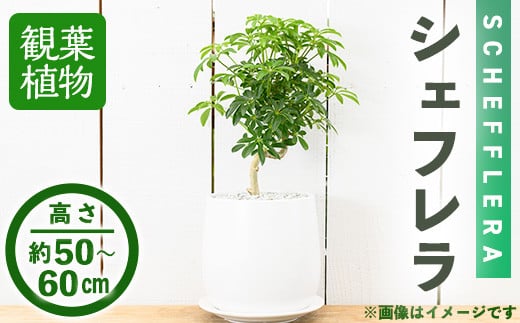 
【m24-12】＜観葉植物＞シェフレラ(6号) (陶器鉢・受け皿付)【アイエヌエー】
