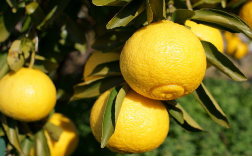 【さわやか柑橘】和歌山県産はるかみかん約4.5kg（サイズ混合　秀品）※2027年2月下旬～2027年3下旬頃順次発送【tec953】