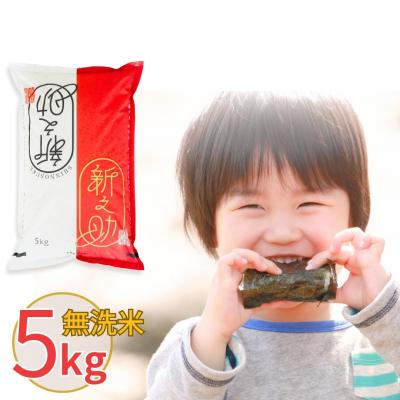 ふるさと納税 三条市 新潟県産 無洗米 新之助 5kg しんのすけ 令和7年産 [株式会社白熊]【010S371】