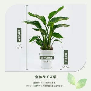 2026年3月中旬～発送【観葉植物】オーガスタ 緑の中道 IB067-002 観葉植物 ※北海道・沖縄・離島配送不可
