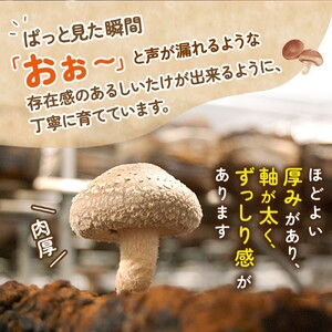 葛城市産生しいたけ（1kg） / 椎茸 シイタケ きのこ キノコ 生 国産 セット 新鮮 菌床 スライス 奈良県 葛城市【kobo001】