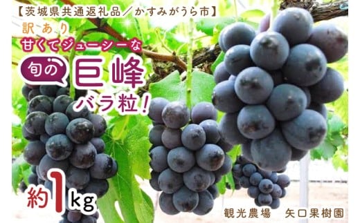 【8月より順次発送】【数量限定】訳あり バラ粒 箱込み1㎏ 甘くてジューシーな旬の巨峰【茨城県共通返礼品／かすみがうら市】【茨城県 水戸市 果物 くだもの フルーツ 巨峰 きょほう バラ粒 先行予約】（FW-17）