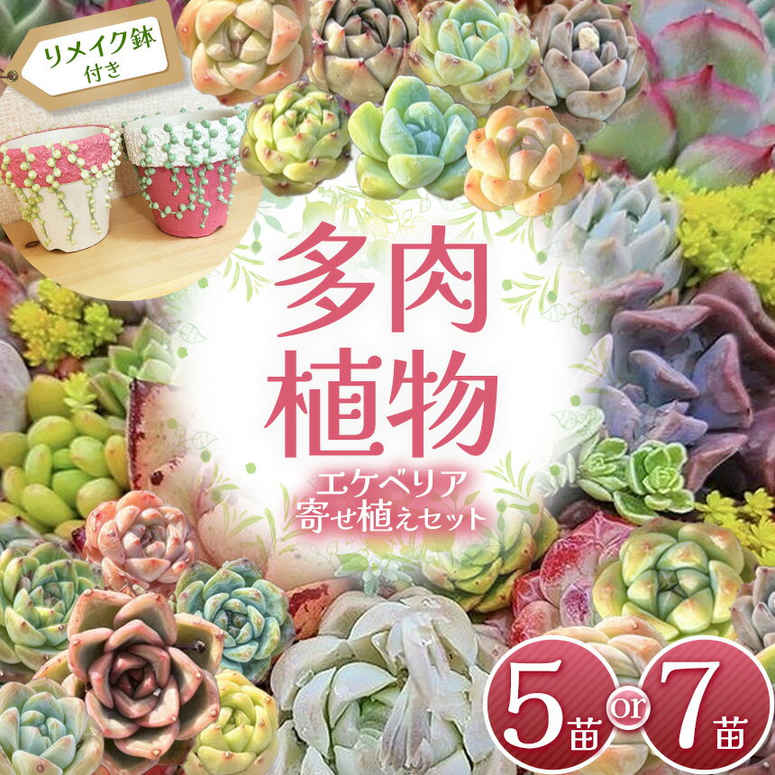 【ふるさと納税】多肉植物 エケベリア リメイク 鉢 ( グリーンネックレス ) 付き 寄せ植えセット | 選べる容量 2号鉢 グリネ鉢 グリネ 2.5鉢 国産苗 抜き苗 初心者向け 育てやすい 観葉植物 インテリア プレゼント ギフト おしゃれ 彩り おうち時間 癒し 栃木県 下野市