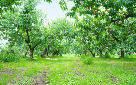 先行予約 白桃 約5kg 令和8年度 贈答用桃 新潟県三条市産 桃 三次郎農園