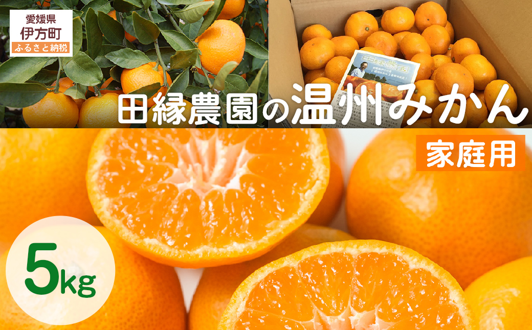【先行予約】【家庭用】温州みかん 5kg ※離島への配送不可 （2025年11月10日より順次発送） IKTA039