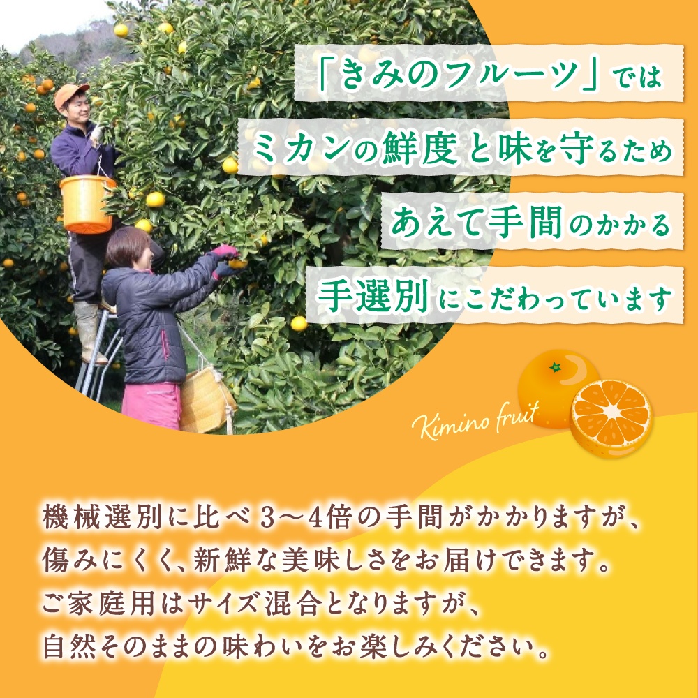 あま～い！ カツオの有機肥料が味の決め手！ 「きみの完熟ミカン」 約2kg (15~25個程度) サイズ混合 2S~L ご家庭用(秀優混合) 紀美野町産 /みかん ミカン 柑橘 和歌山県 有機 手選