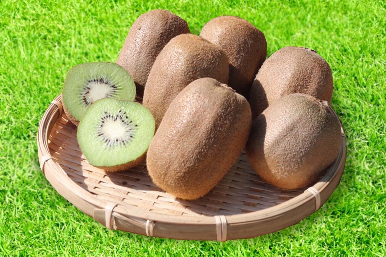 
                  【先行受付】【まごころ手選別】　和歌山産　キウイフルーツ　約1.2kg(サイズ混合)　秀品【2027年1月25日～2027年3月31日発送予定】【AS90050-uts067】
                