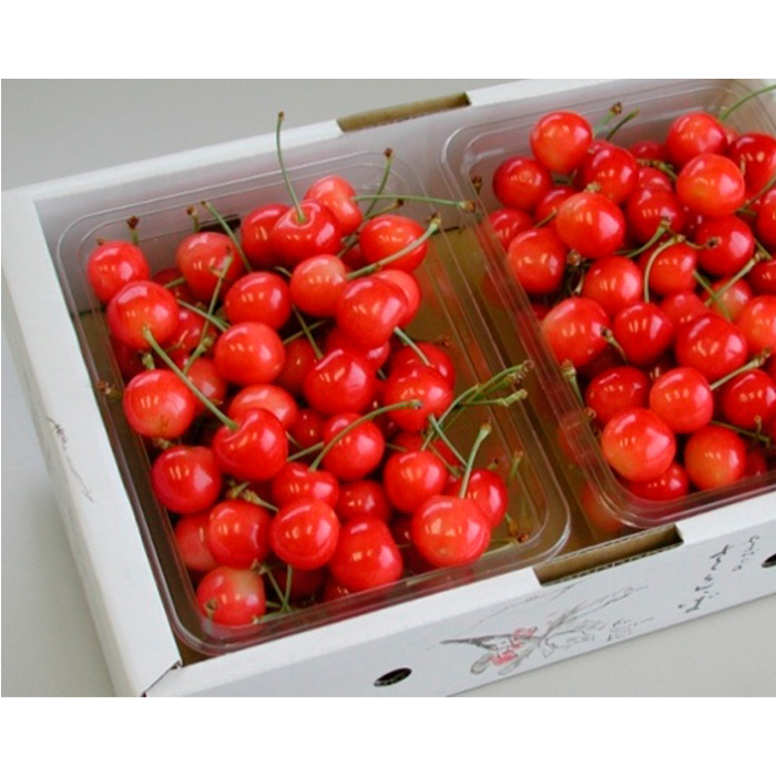 山形産 さくらんぼ 佐藤錦 L 1kg(500g×2パック入) 【令和7年産