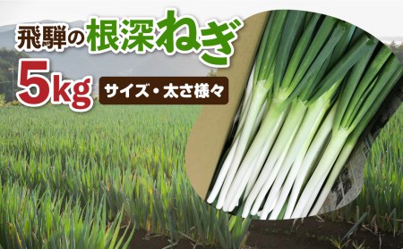 《先行予約》飛騨の根深ねぎ 5kg 訳あり ねぎ ネギ 水村農園