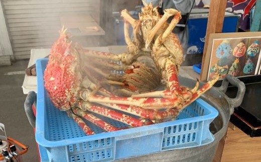 【G0775】【数量限定】蒲郡産 タカアシガニのまるごと茹でたてお取り寄せ 蒲郡 タカアシガニ 珍しい カニ TV取材 味噌 剥きやすい 食べやすい がまごおり 海鮮市場 美味しい