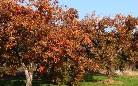 紅干し柿３２果　Ｌサイズ　0112-2414