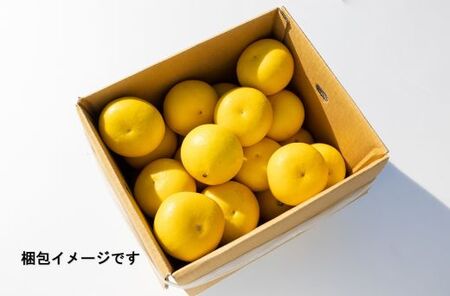 訳あり 期間限定 土佐文旦 約5kg (家庭用 2L～4Lサイズ) - 柑橘類 果物 くだもの フルーツ ぶんたん ブンタン おいしい 送料無料 間城農園 高知県 香南市 ぶんたん ブンタン 文旦 ぶ