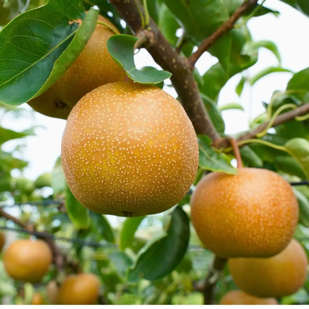 先行予約 新美月梨 約3kg(6~10個)  新潟県オリジナル品種 三条市 小野里果樹園