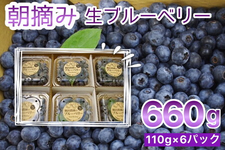 【訳あり】朝摘み ブルーベリー 生果実 660g ブルーベリー ブルーベリー ブルーベリー ブルーベリー ブルーベリー