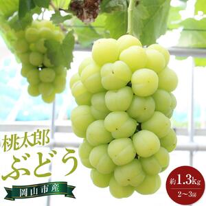 2026年　大人気品種 桃太郎 ぶどう 約1.3kg 2～3房 ｜ぶどう