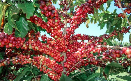 【VIVA LA COFFEE】ふるさと納税　ブレンドセット（豆・各300g）