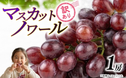 訳あり マスカットノワール （ 種なし ） 1房 450g 以上 2026年 発送分 数量限定 先行予約 紫黒色 ぶどう コク 甘い 葡萄 フルーツ 産地直送  ジューシー デザート 濃厚 ご自宅用 有機栽培 果実 くだもの 旬 味覚  高級 ご褒美 お取り寄せ プレゼント 品種 グルメ 糖度 香り 皮ごと 贈答用 ふるさと納税 送料無料 千葉県 銚子市 加瀬農園 【8月下旬から順次発送予定】