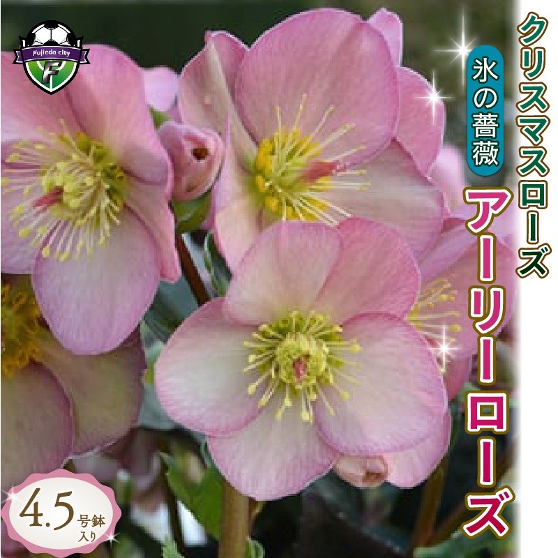 
                  【 先行予約 ：2026年12月発送 】 花 冬の貴婦人 クリスマスローズ 新品種 アーリーローズ 開花株 4.5号 冬 季節 ガーデン ガーデニング 庭 贈答 プレゼント ギフト 植物 オンライン決済限定
                