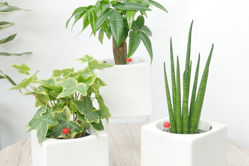 
                  観葉植物 キュートフィット 白角 おまかせ 3個 セット [三浦園芸 愛知県 岡崎市 ok23bzw830014] 植物 ガーデン おしゃれ DIY オフィス 室内 インテリア
                