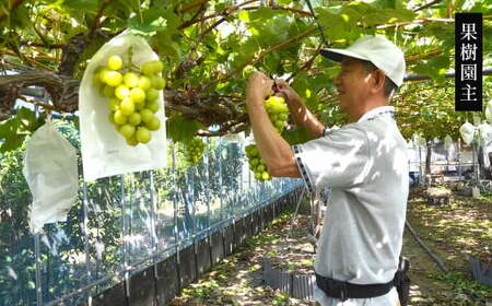 高級ぶどう・シャインマスカット＆ナガノパープル 2房セット《化粧箱入り》【2025年8月下旬～2025年9月上旬発送予定】2種類 食べ比べ フルーツ くだもの ブドウ ぶどう マスカット