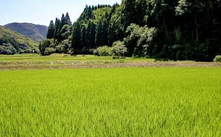【令和7年産】難関突破達成米 白米 300g×8個 キューブ 精米 熊本県 南関町産 単一原料米 ヒノヒカリ 産地直送 コメ お米 祈願米